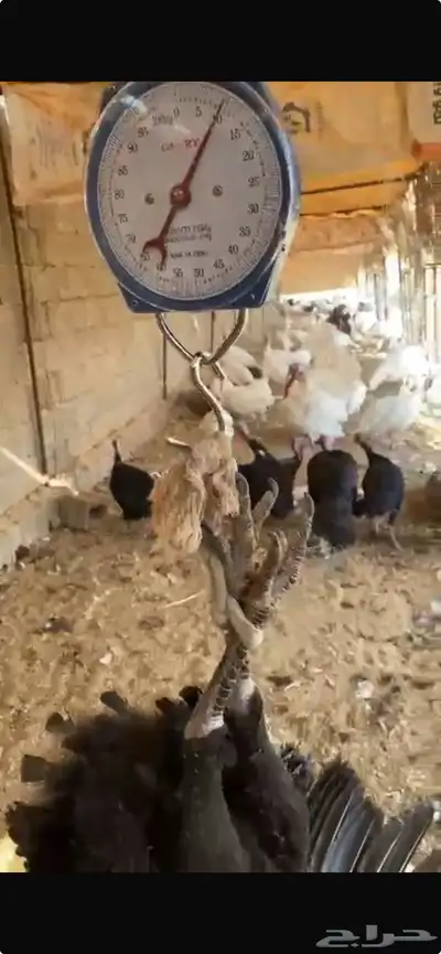 رومي امريكي نادر index