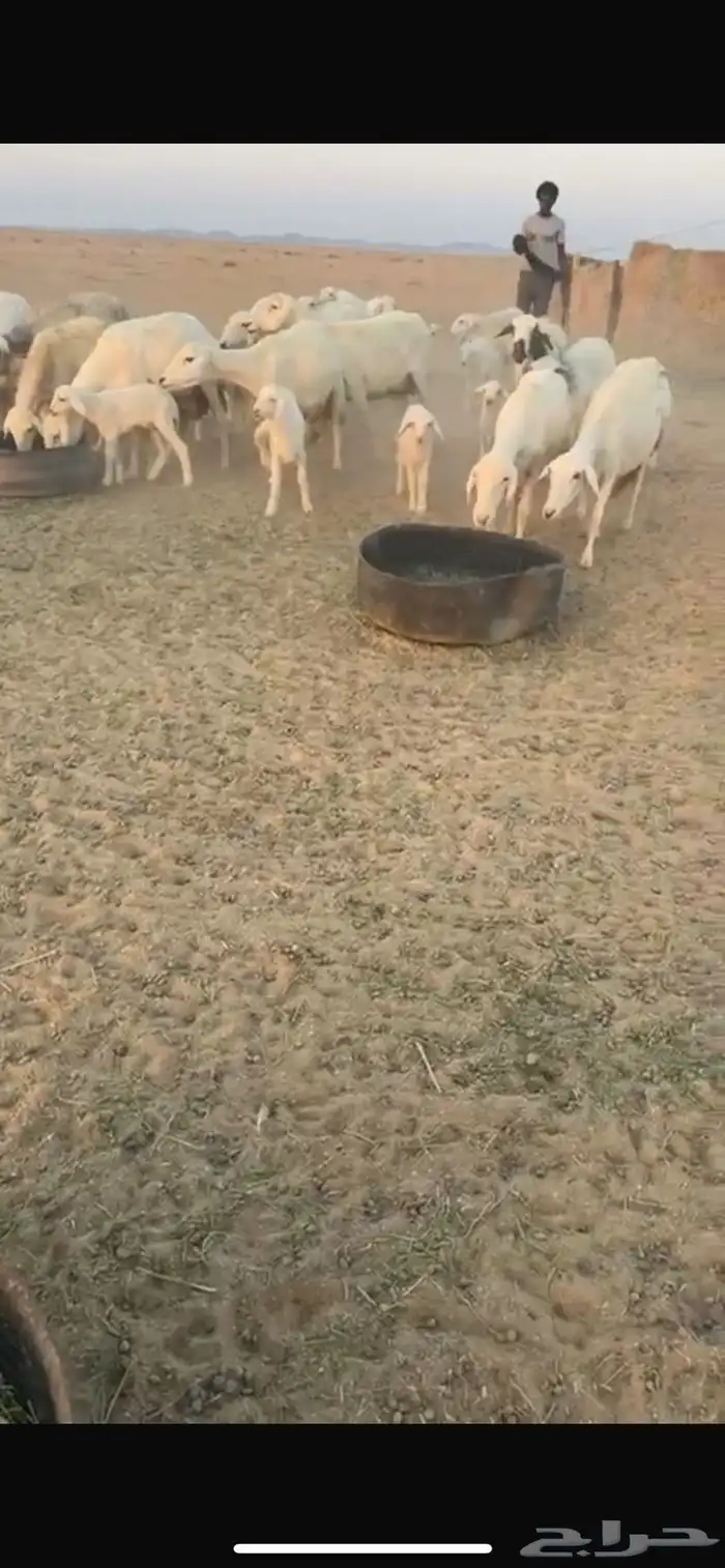 للبيع ضان حريات خلافات العدد17 تحتها 17 0