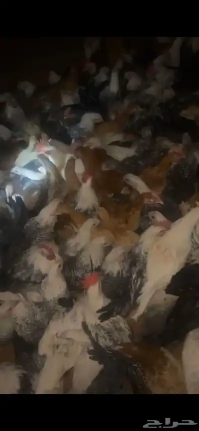 دجاج للبيع في القاعد index