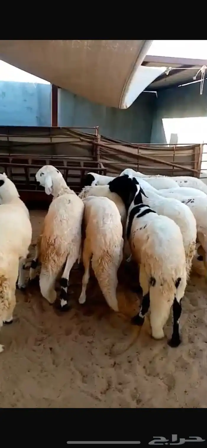 سواكن مرابي 1