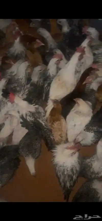 دجاج للبيع في القاعد index