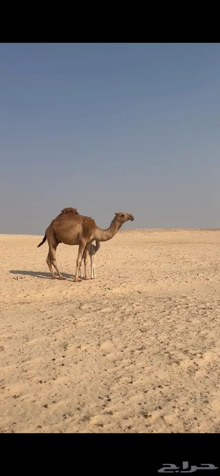 للبيع خلفه حمراء ثنيه 9