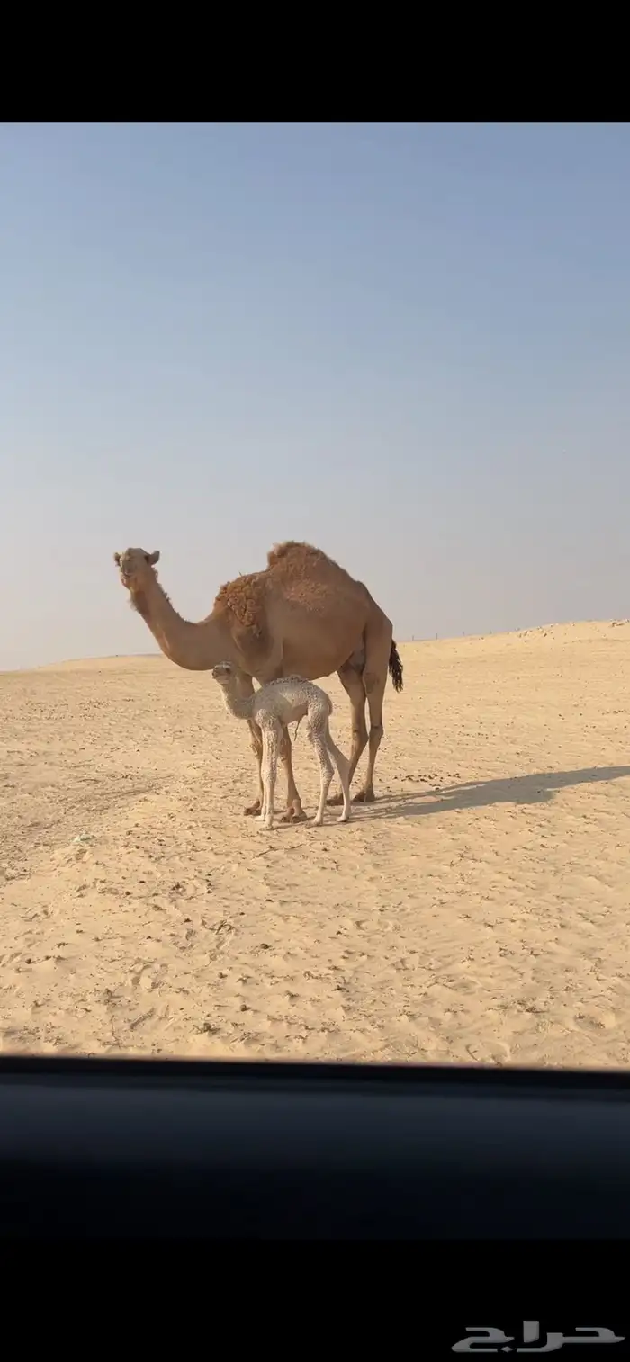 للبيع خلفه حمراء ثنيه 2