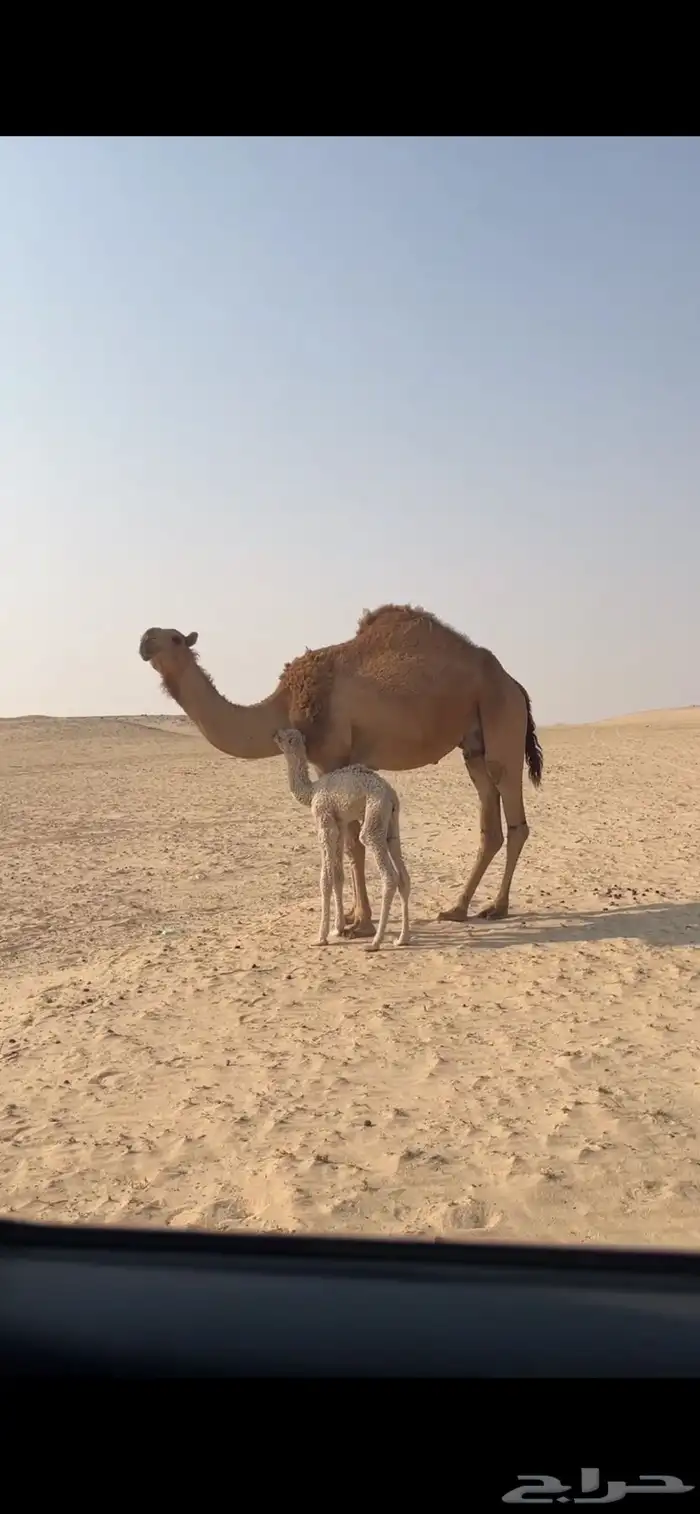 للبيع خلفه حمراء ثنيه 3