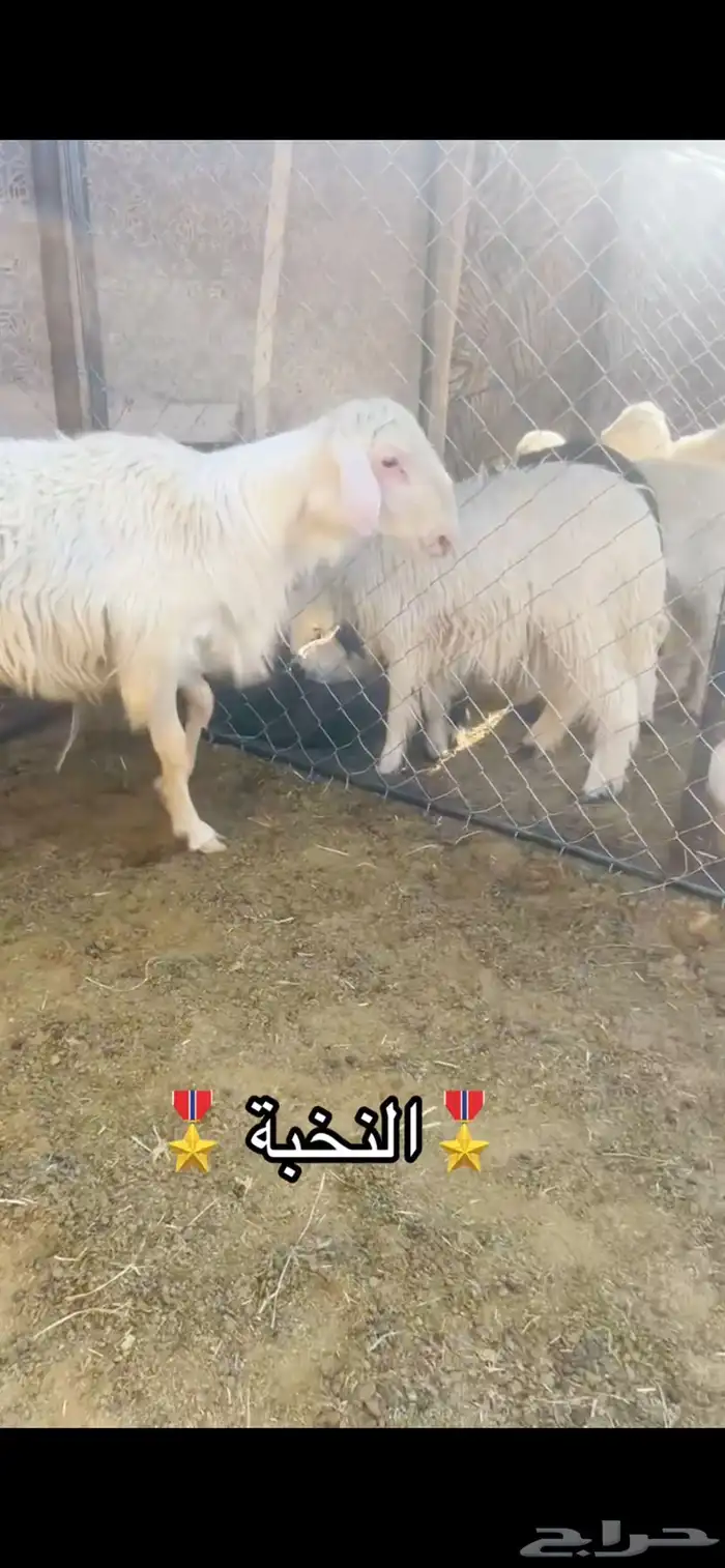 للبيع فحل صنف كفو السن ثني الموقع شرق الجامعة 3