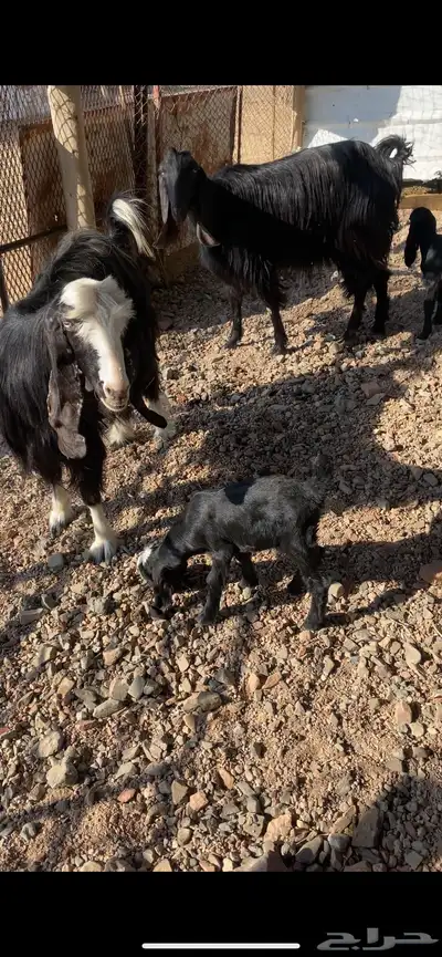 معزا ولد index