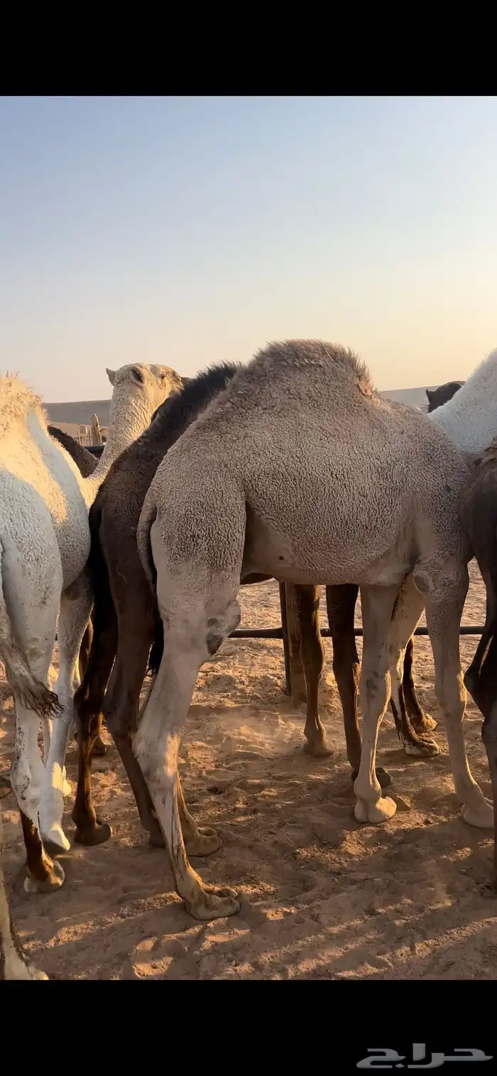 للبيع حشو فاخرة للمناسبات 0