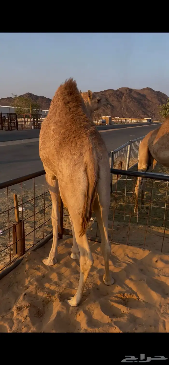 قعدان للبيع 4