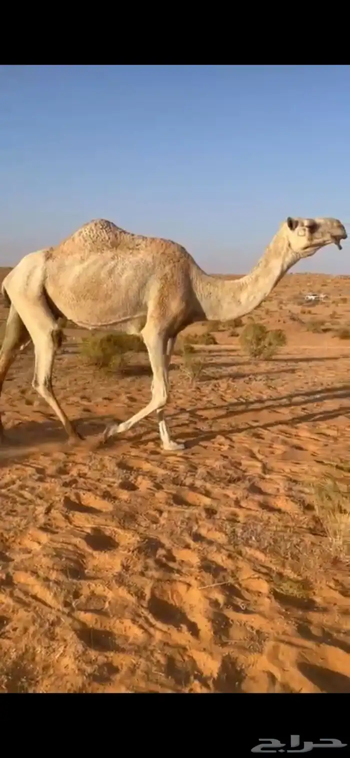 للبيع عشراء هديه حدرها قعود 0