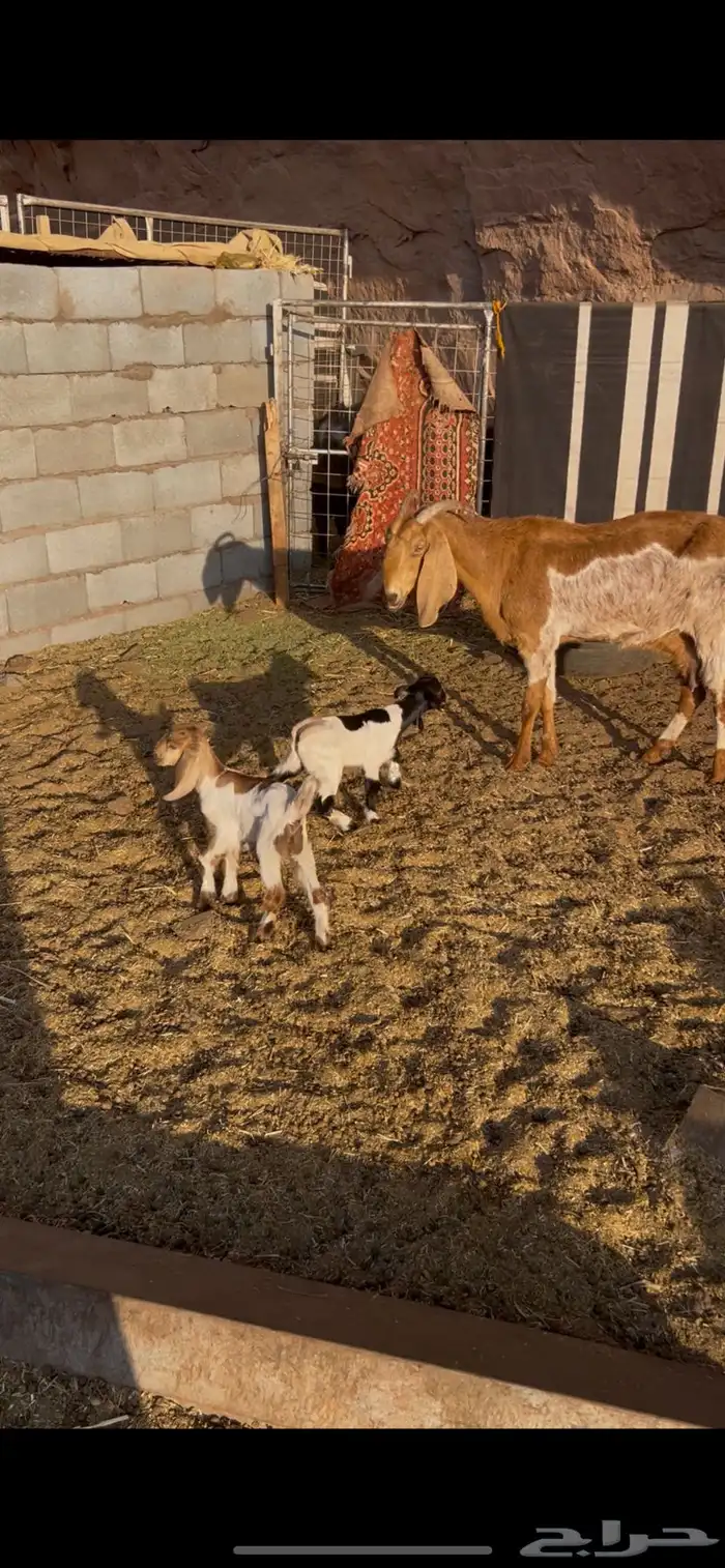 عنز تحتها توم طيبه 1