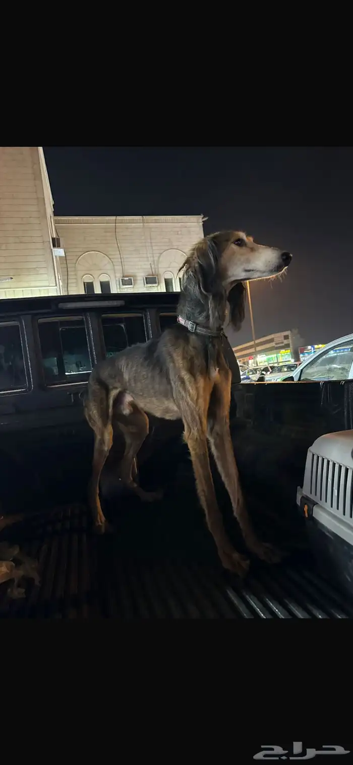 سلوقي عربي بيور 2