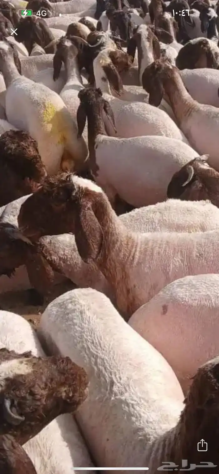 مطلوب غنم نعيم فهقه سنه او سنتين او اخلص من عيالها 0