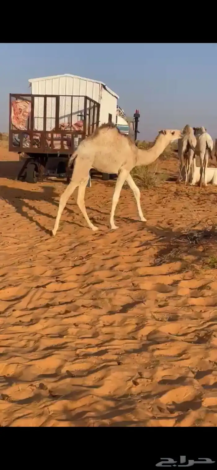 للبيع عشراء هديه حدرها قعود 1