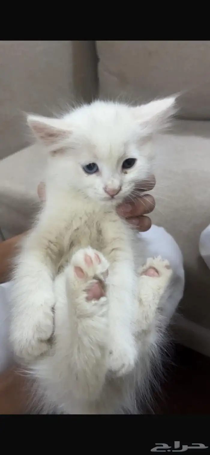 قطط للبيع 0