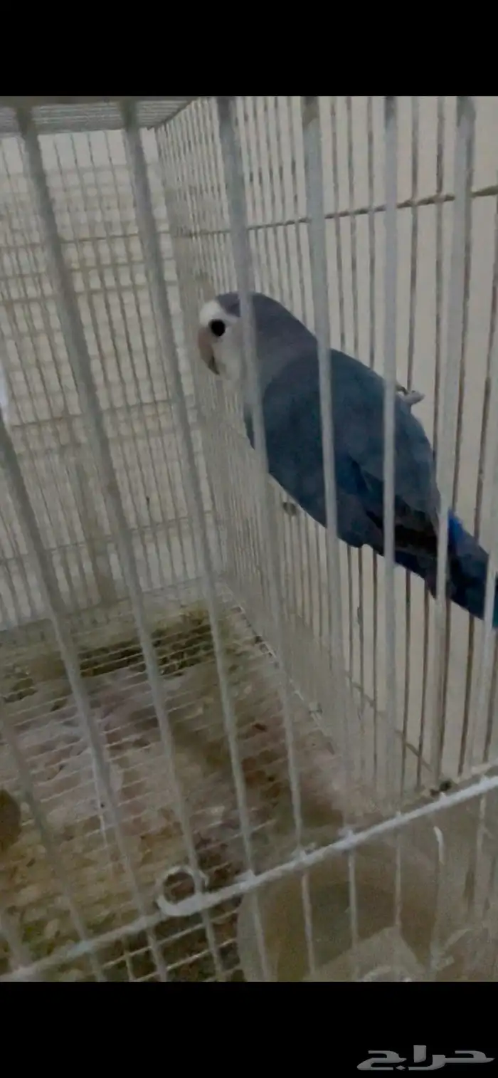 طيورزينه كروان ذكور وروز ذكور 3