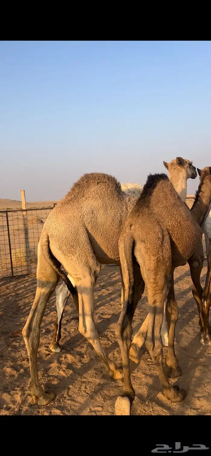 للبيع حشو فاخرة للمناسبات 1