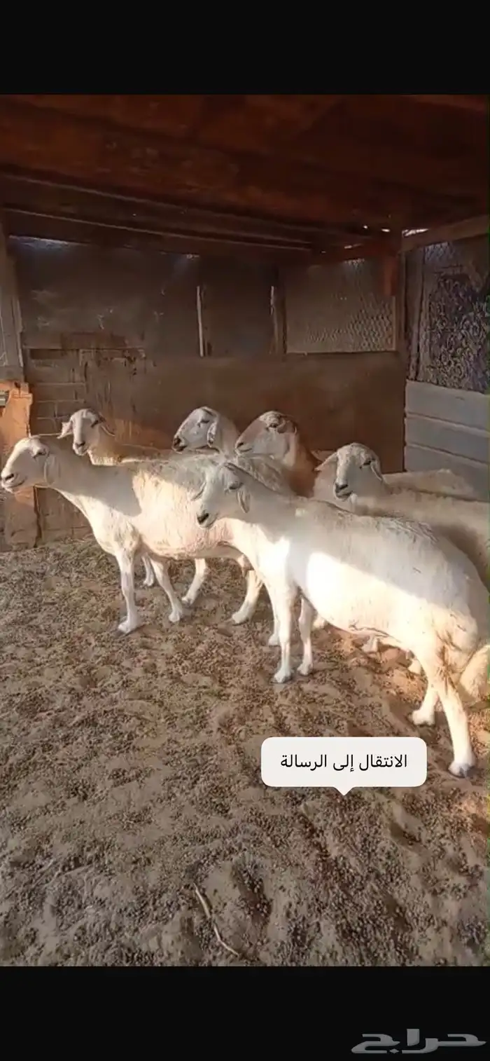 حريات مقاني 0