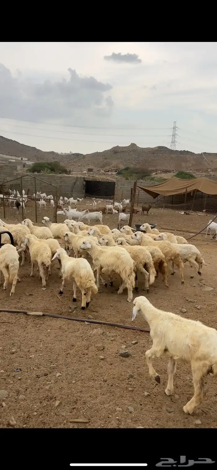 طليان ورخال حري بلدي شرط السعر من 690 ريال 2