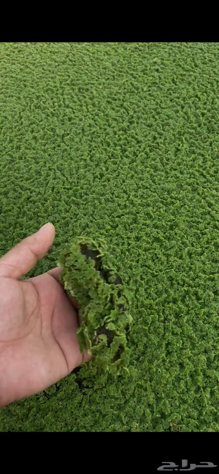 للبيع ازولا الدلايه ب30 1