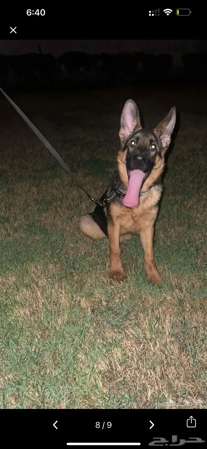 انثى جيرمن شيبرد . انثى جولدن ريتريفر كلب . 0