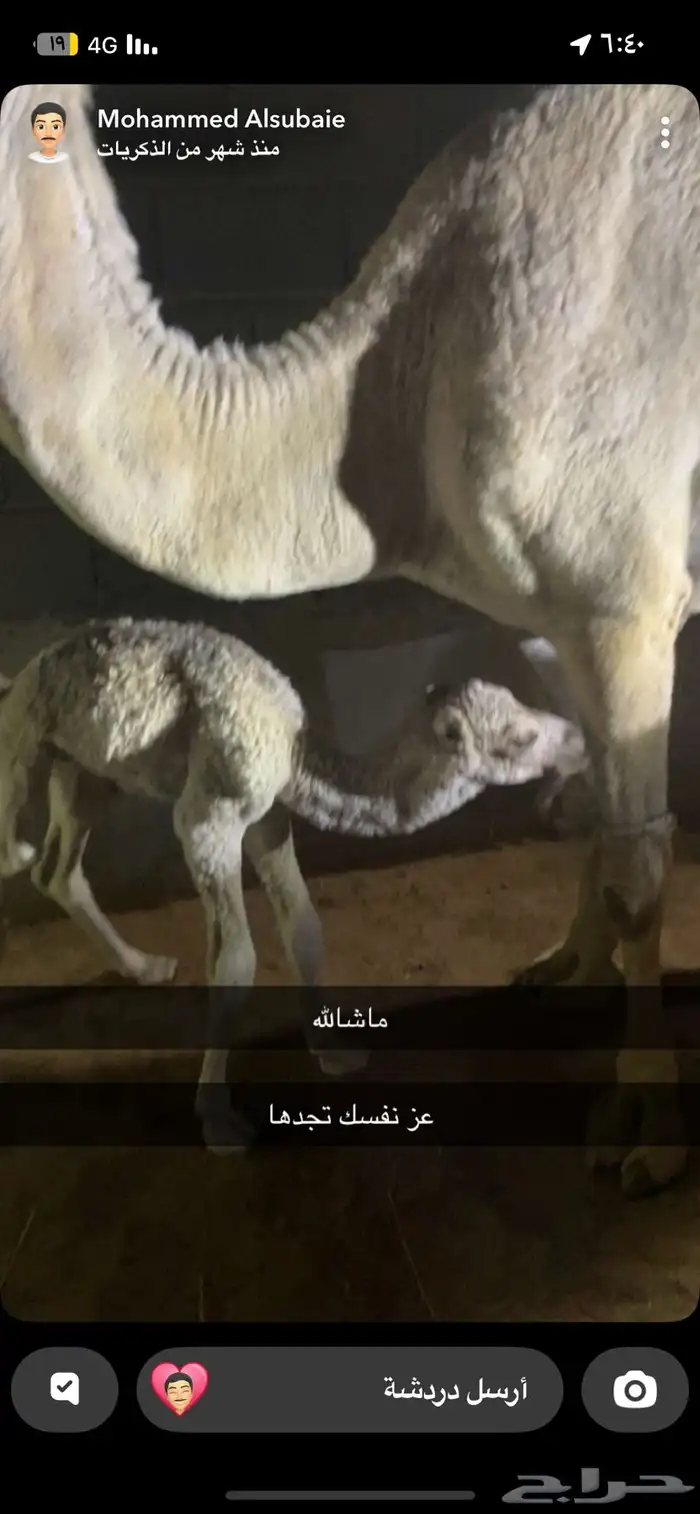 خلفه وضحا سنها رباع تحتها فعود عمره 8000 طبعها زين هديه 1