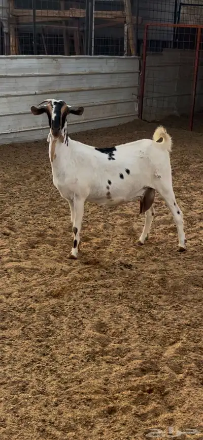 عنزبيشيه صنف index