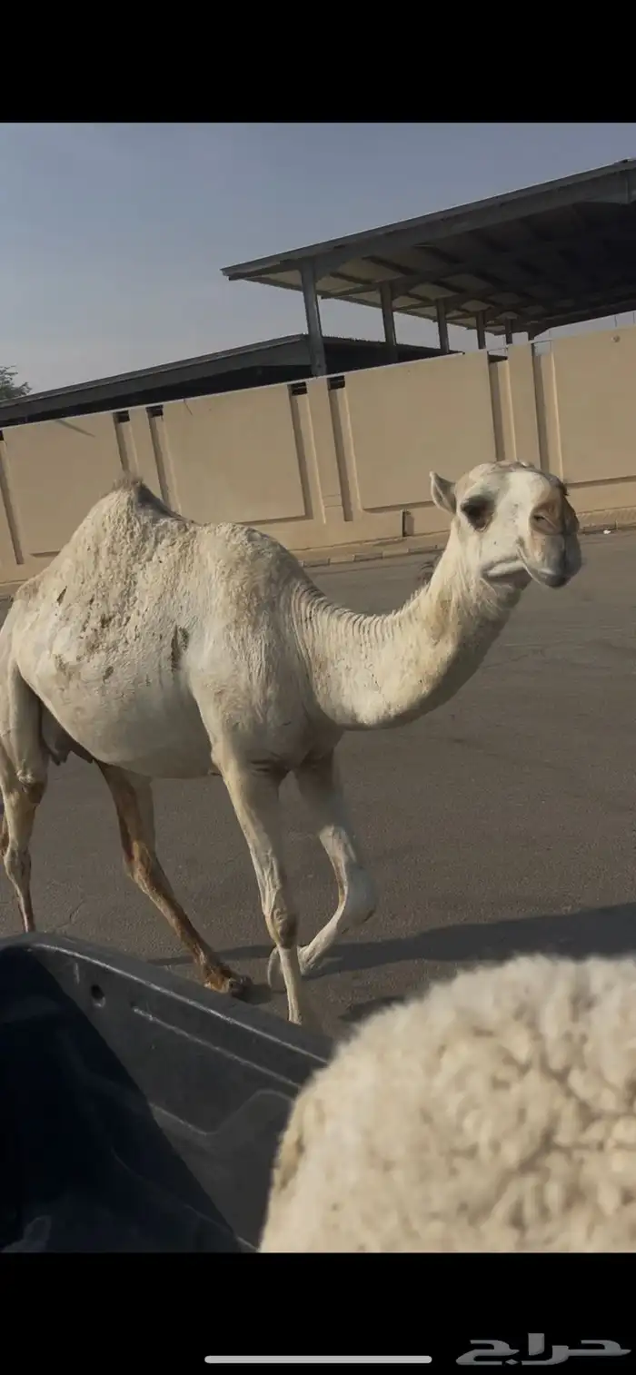 خلفه سنه ثني تحت بكره 1