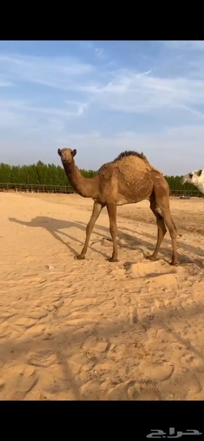 للبيع قعود طيب شحم فل(تم البيع) 1