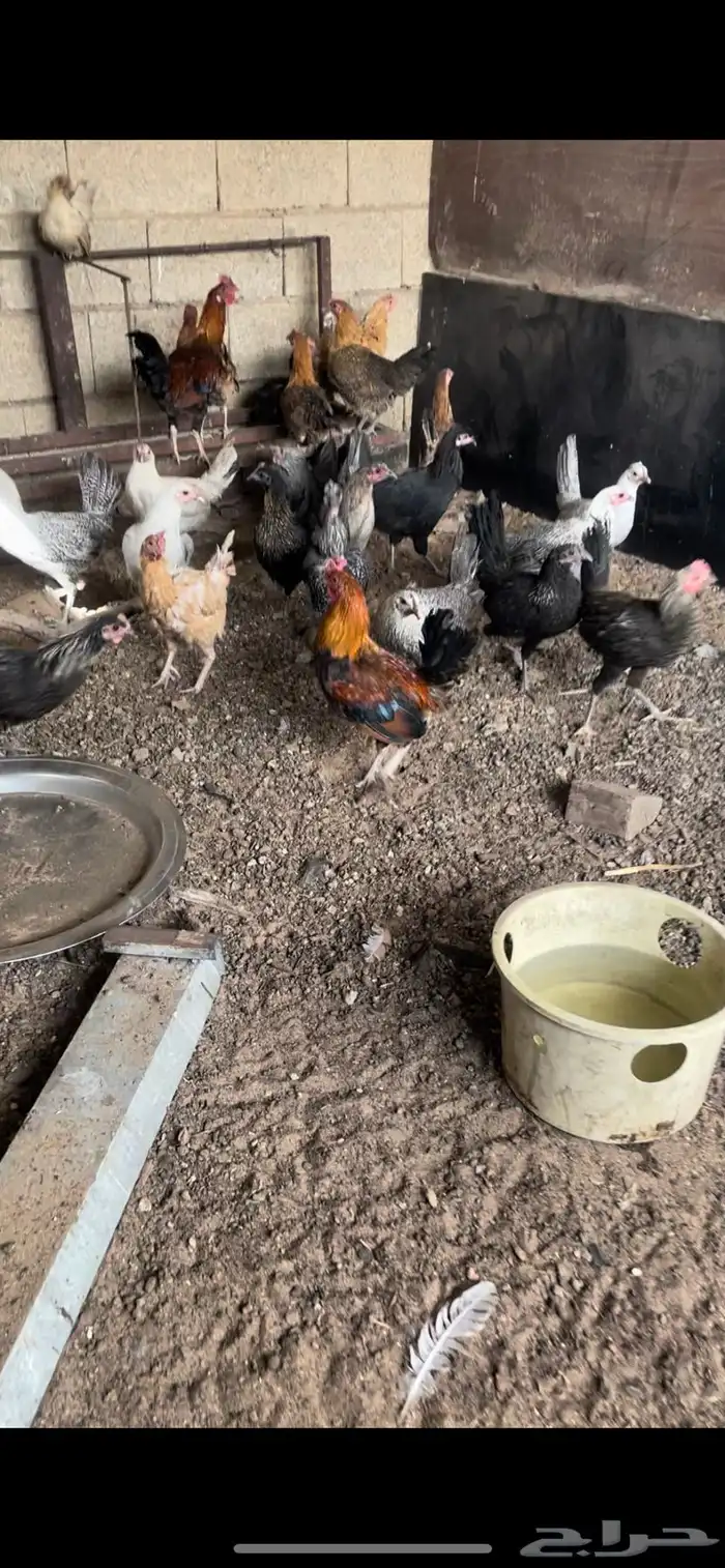 دجاج بلدي بياض 0