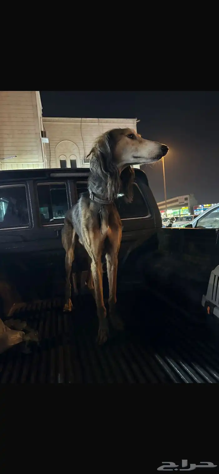 سلوقي عربي بيور 0