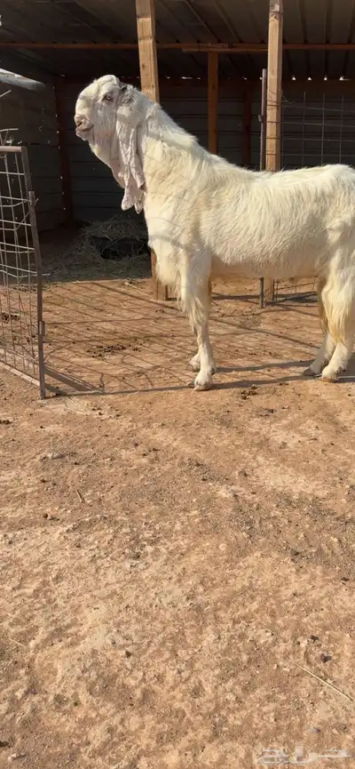 فحل مطور فاخر index