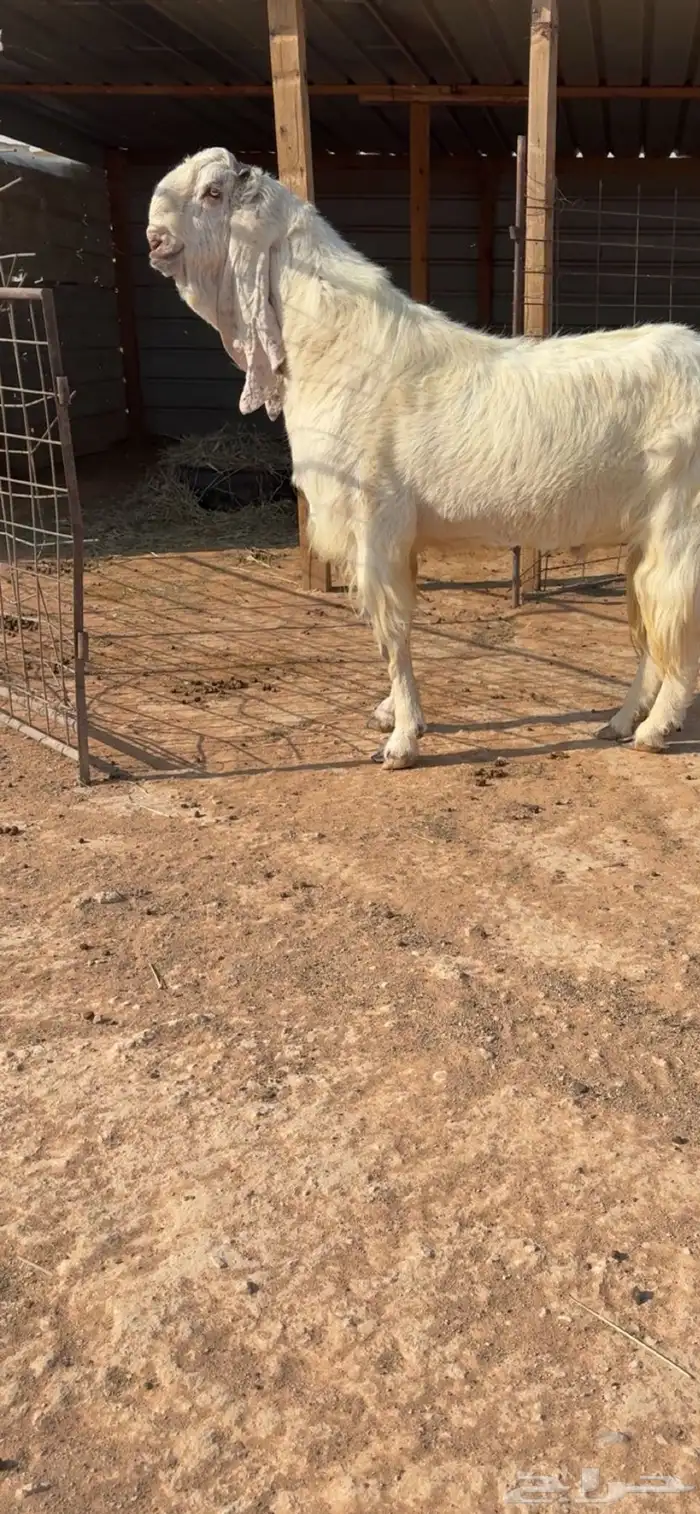 فحل مطور فاخر 0