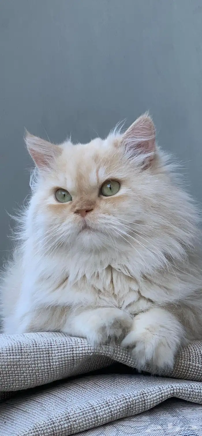 مطلوب انثى للتزاوج تكون عندنا اسبوع 0