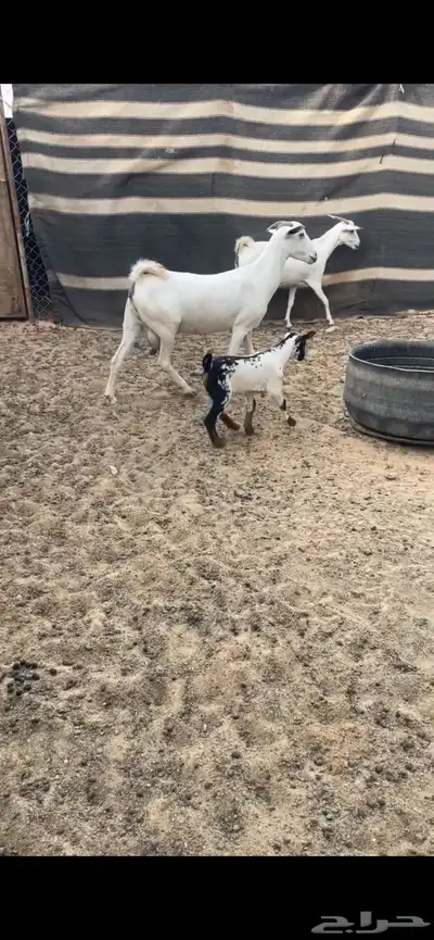 بيشيات فواخر index