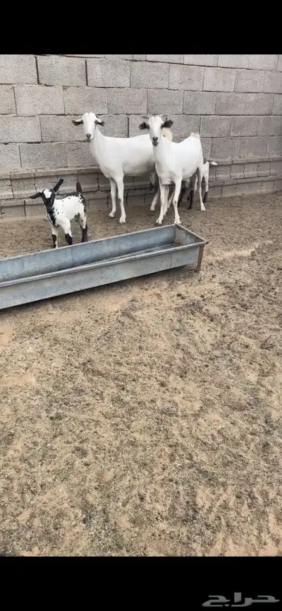 بيشيات فواخر index