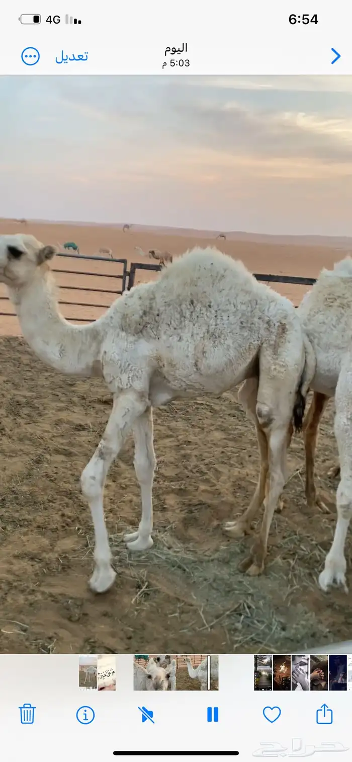 قعود للبيع 0