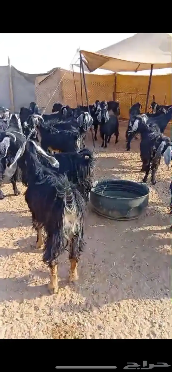 معزاء دفيع للبيع 6