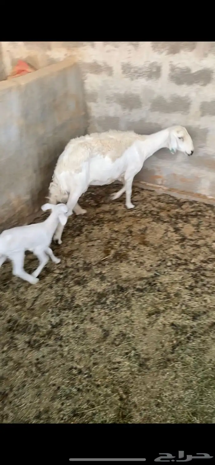 شاه طيبه سنها سديس تحتها رخل ديدها سليم شرط معها رخل يتيم 0