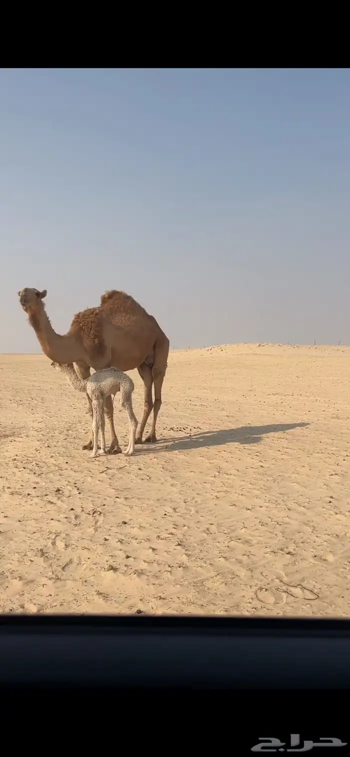 للبيع خلفه حمراء ثنيه 6