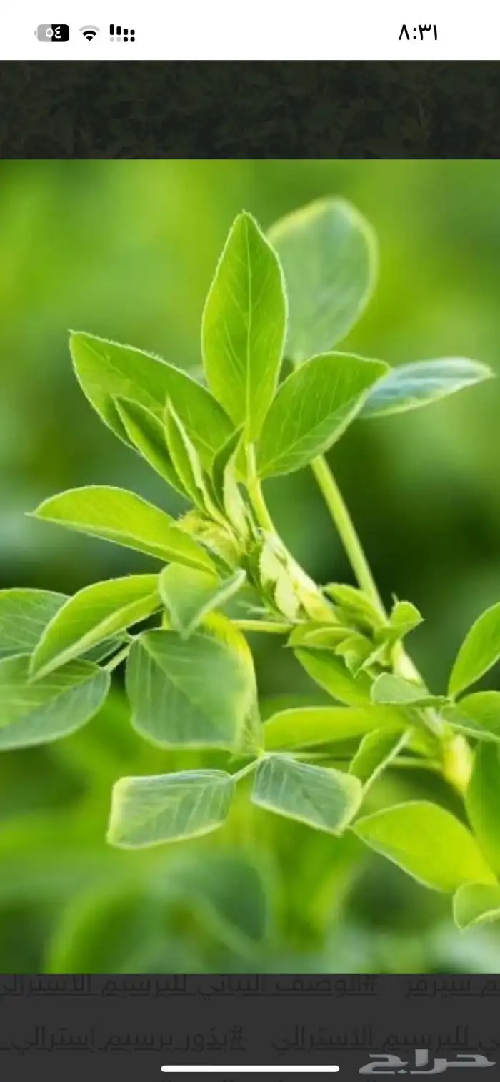 برسيم امريكي واسترالي للبيع 2