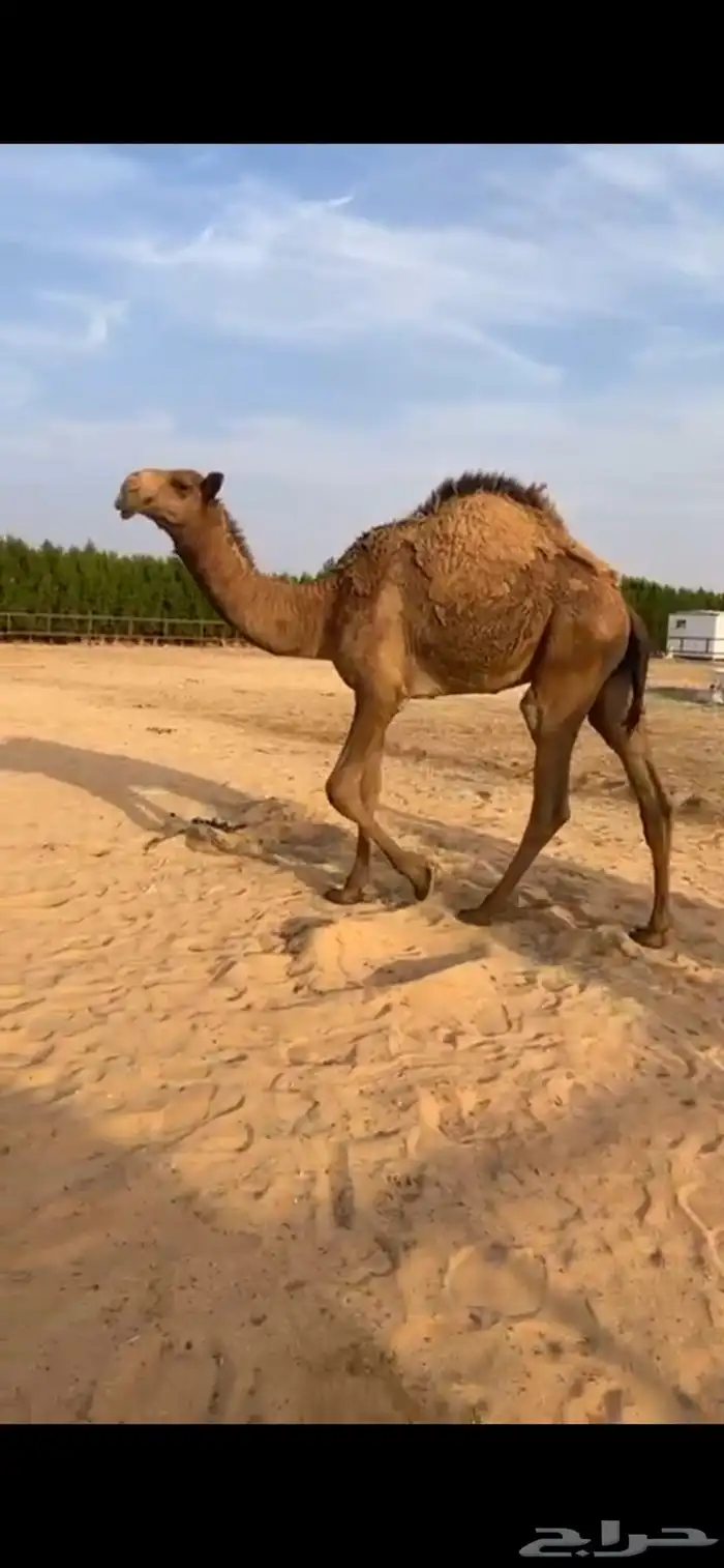 للبيع قعود طيب شحم فل(تم البيع) 2