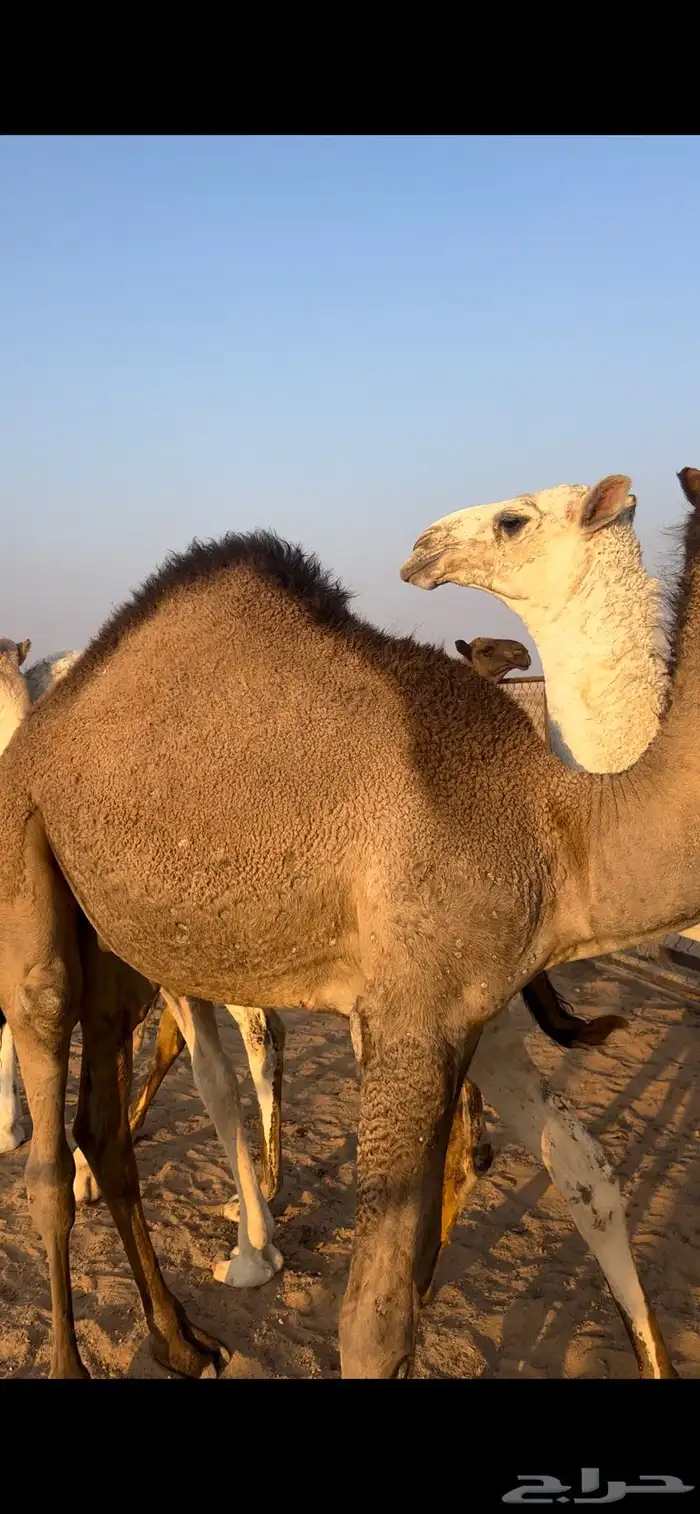 للبيع حشو فاخرة للمناسبات 4