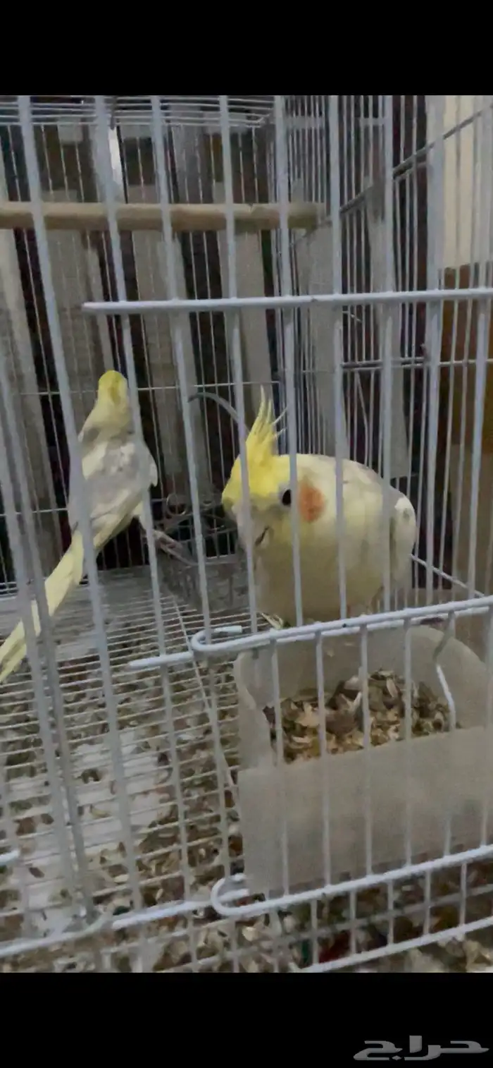 طيورزينه كروان ذكور وروز ذكور 5