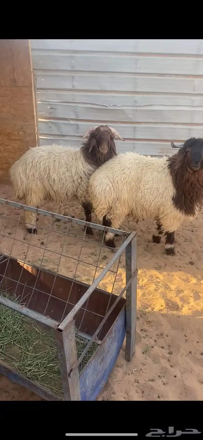 ذبيحتك إلى باب بيتك 4