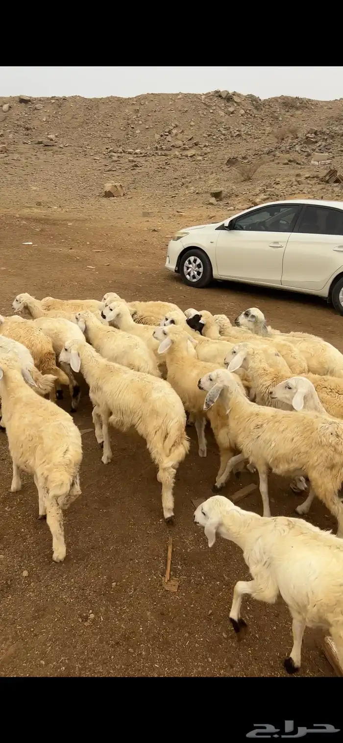 طليان ورخال حري بلدي شرط السعر من 690 ريال 0