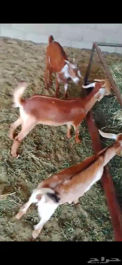 تيس وجفرتين index