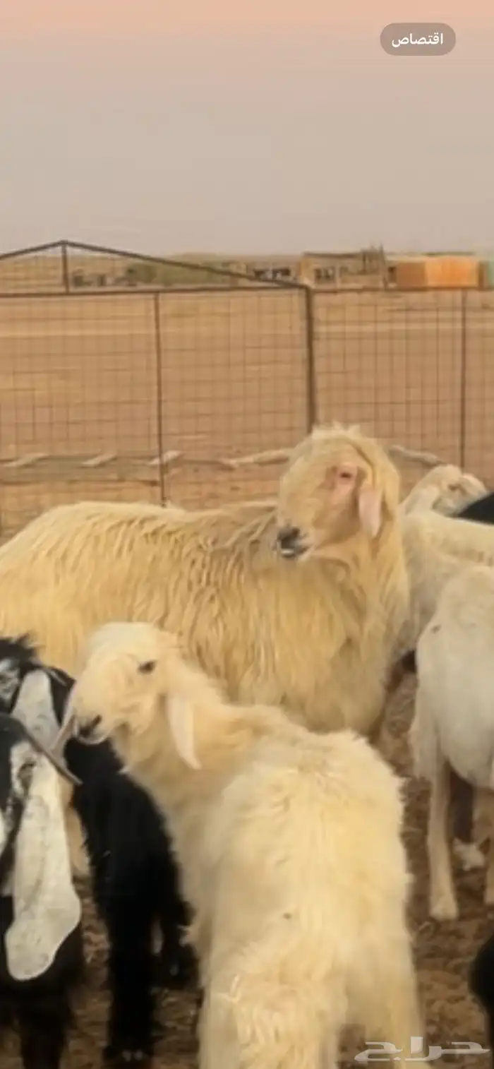 فحل عيسي منتج 0