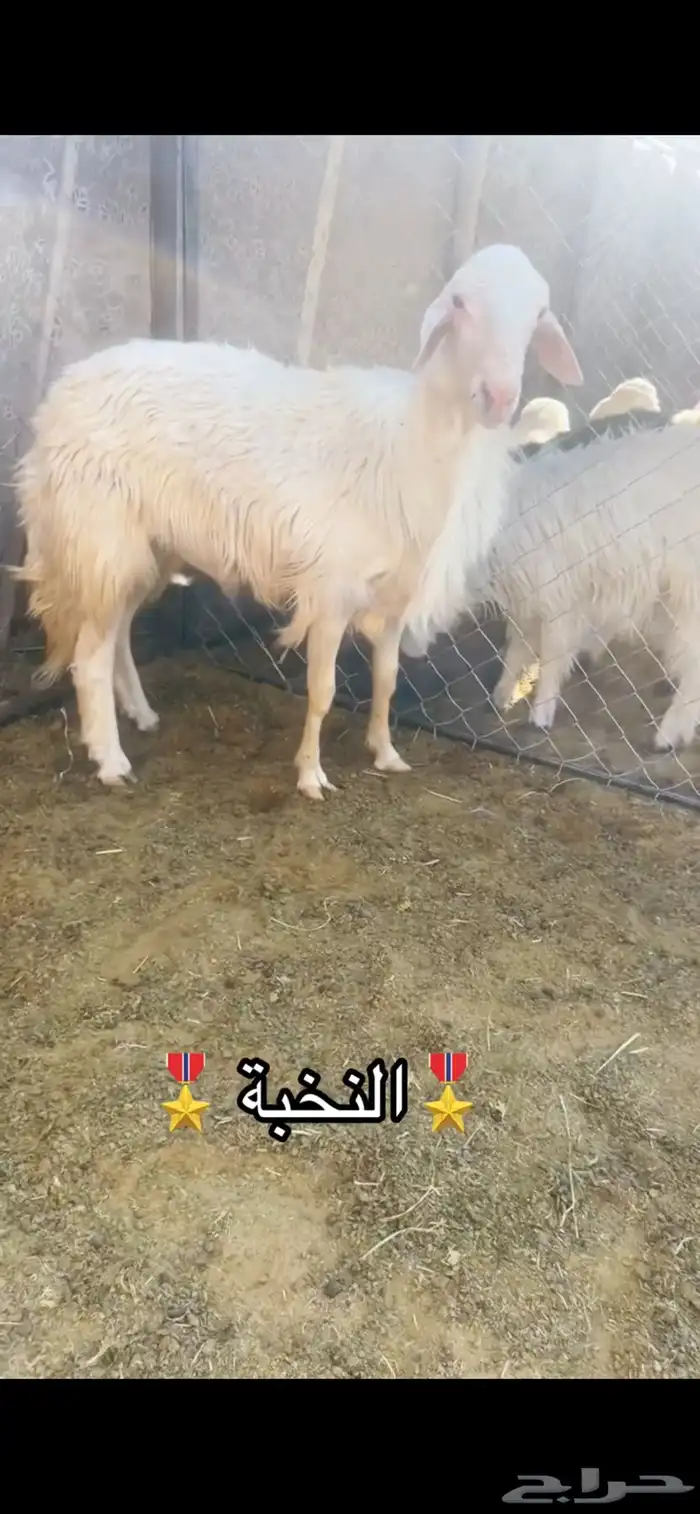 للبيع فحل صنف كفو السن ثني الموقع شرق الجامعة 2