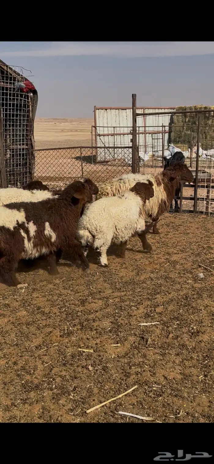 بهم 40راس الموقع لينه 0