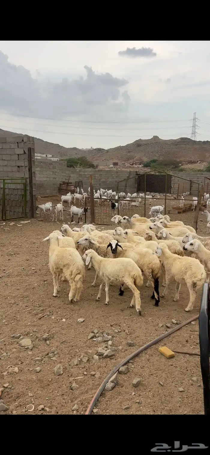 طليان ورخال حري بلدي شرط السعر من 690 ريال 1